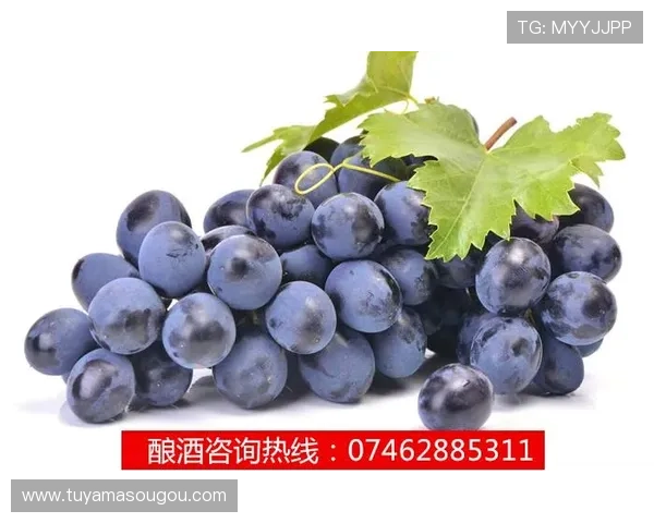 葡萄京APP下载：一款值得信赖的移动应用，发现无尽乐趣与惊喜
